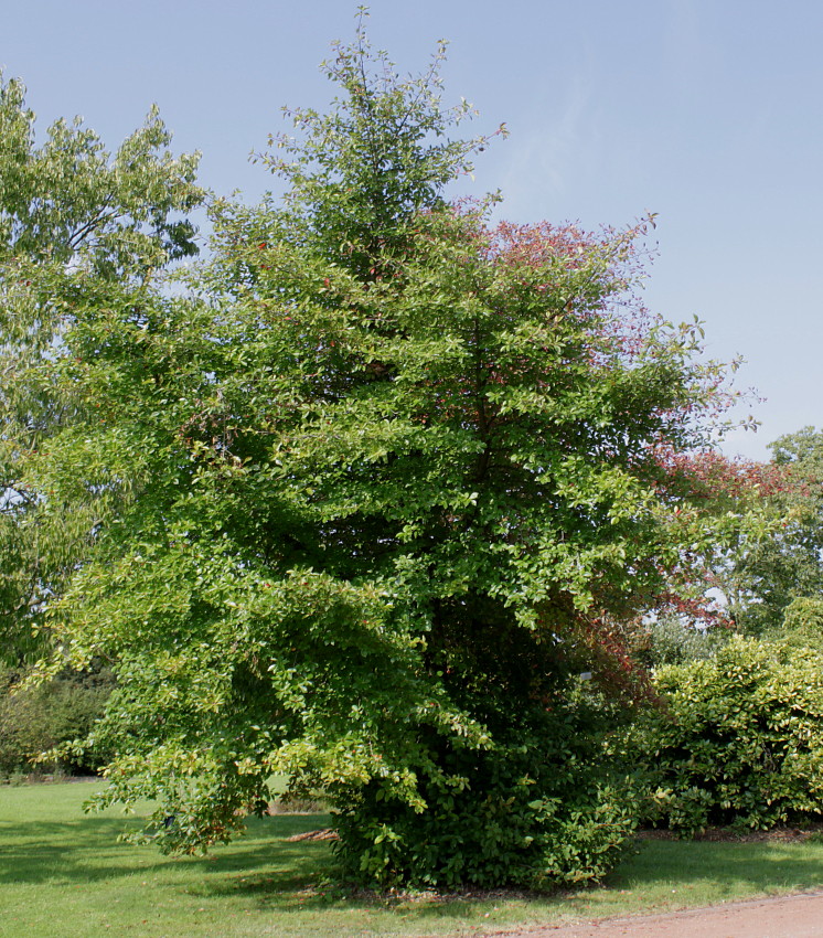 Image of Nyssa sylvatica specimen.