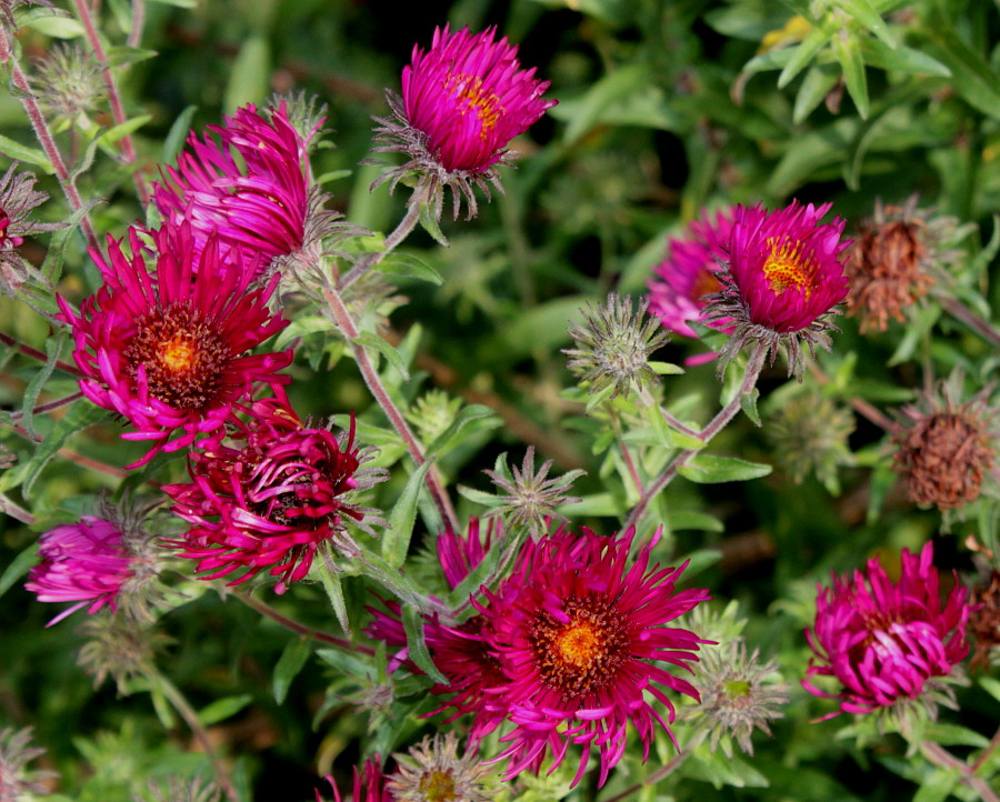 Image of Symphyotrichum novae-angliae specimen.