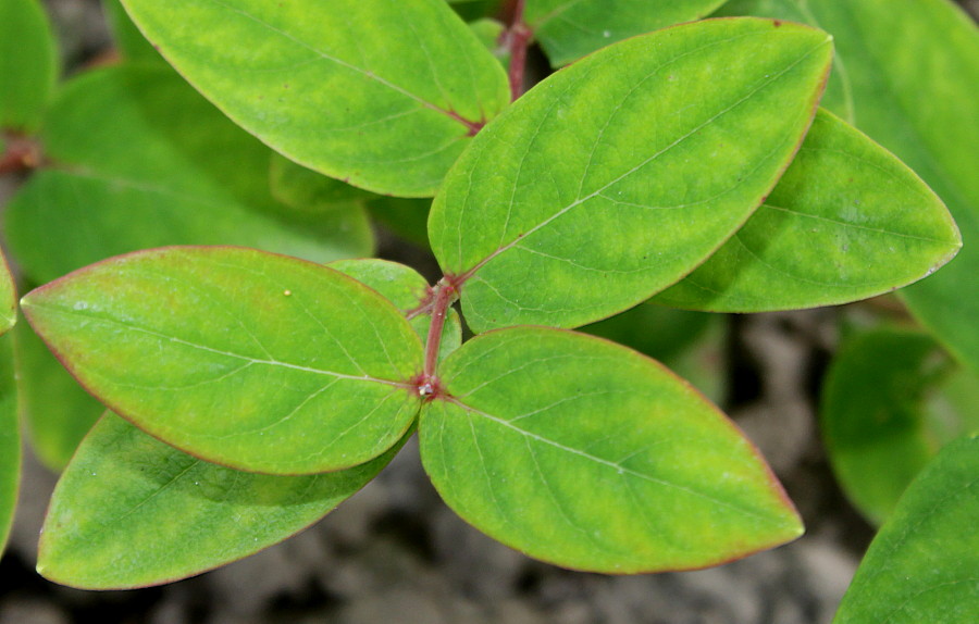 Image of Hypericum androsaemum specimen.