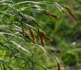 Carex acuta. Мужские и женские соцветия. Московская обл., Раменский р-н, окр. дер. Хрипань, садовый участок. 18.05.2014.