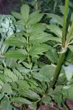 Valeriana transjenisensis. Нижняя часть растения. Юг Красноярского края, Ермаковский р-н, смешанный лес в окр. с. Танзыбей. Июль 2009 г.
