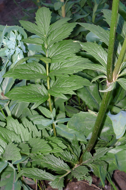 Image of Valeriana transjenisensis specimen.