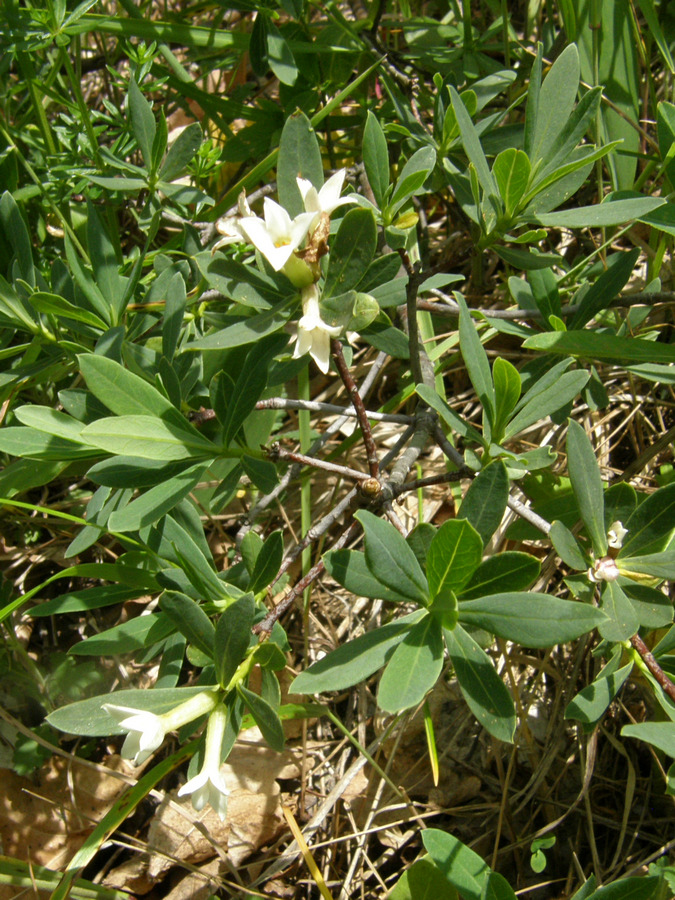 Image of Daphne taurica specimen.