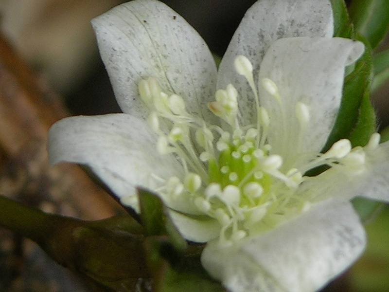 Изображение особи Anemone amurensis ssp. kamtschatica.