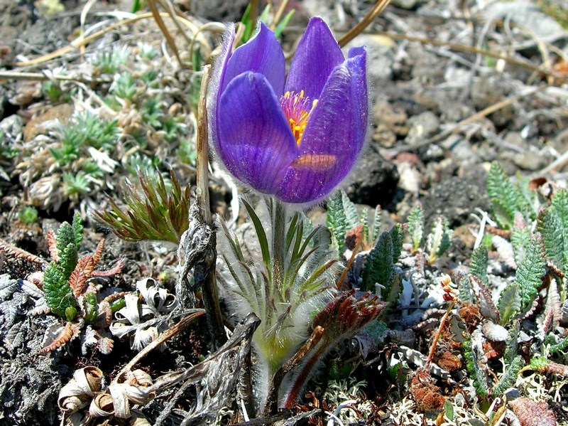 Изображение особи Pulsatilla multifida.