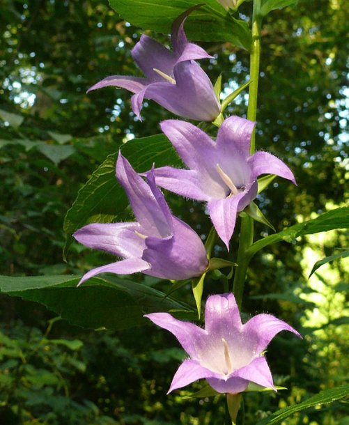 Image of Campanula latifolia specimen.