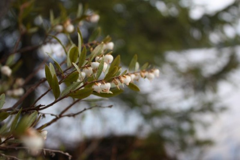 Изображение особи Chamaedaphne calyculata.