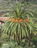 Phoenix canariensis