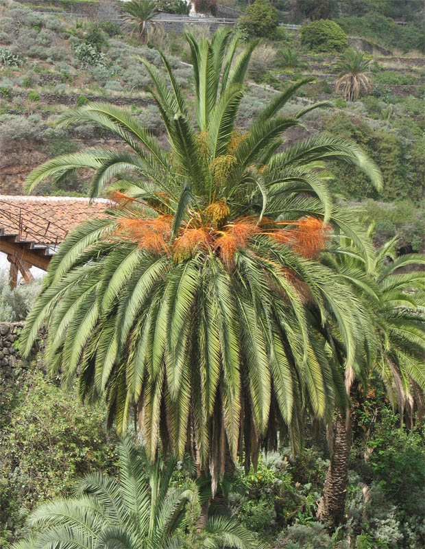 Image of Phoenix canariensis specimen.
