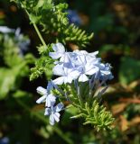 Plumbago auriculata. Соцветие. Греция, Афины. 11.06.2009.