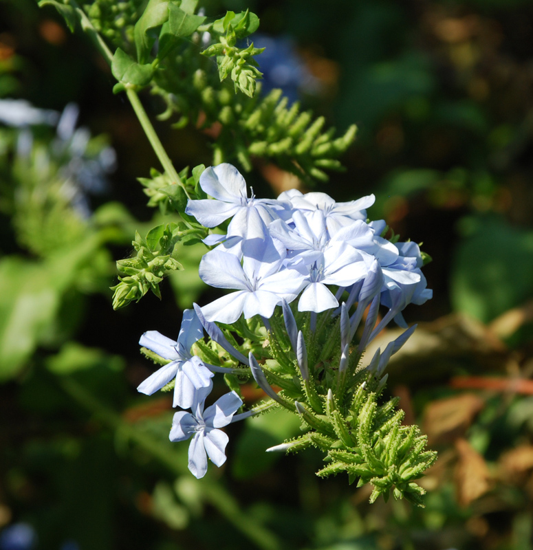 Изображение особи Plumbago auriculata.