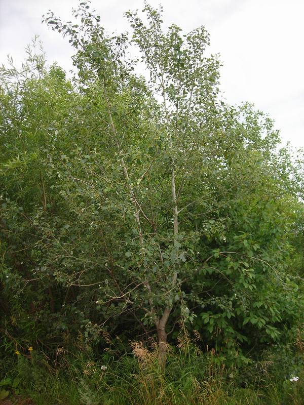 Изображение особи Populus × canescens.