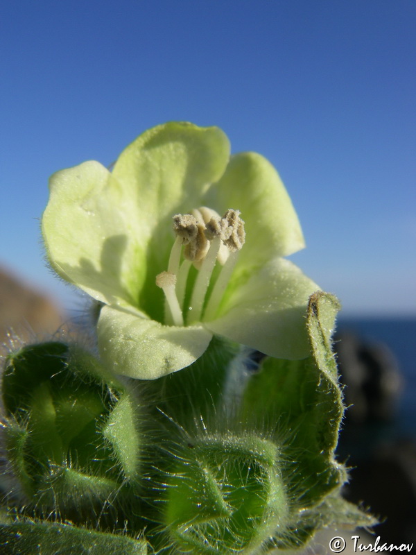 Image of Hyoscyamus albus specimen.