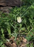 Fritillaria walujewii