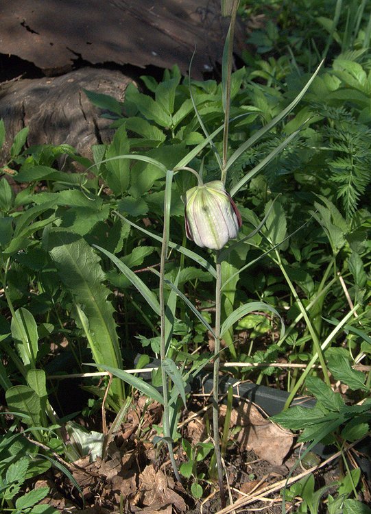 Image of Fritillaria walujewii specimen.