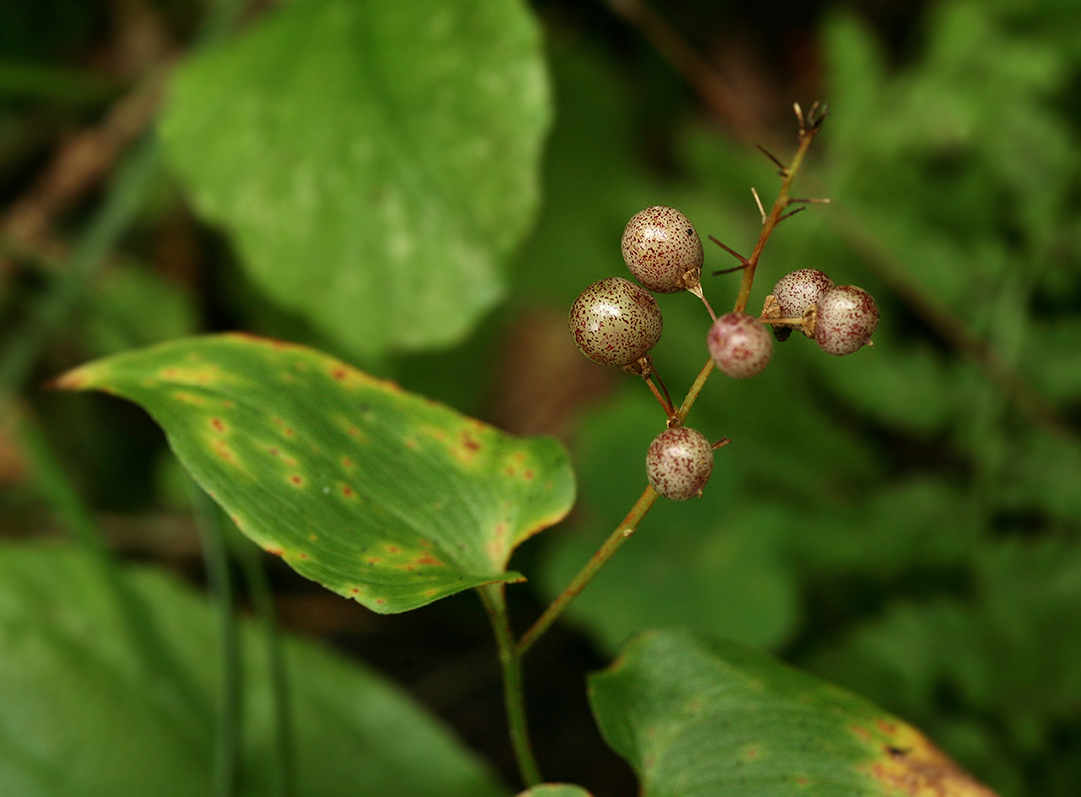 Изображение особи Maianthemum bifolium.