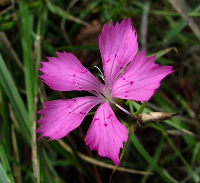 Image of Dianthus caucaseus specimen.