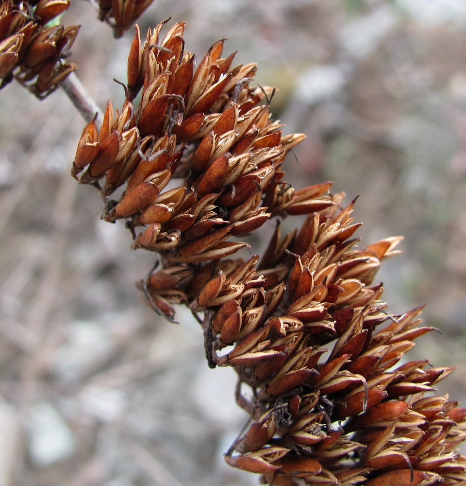 Image of Buddleja davidii specimen.