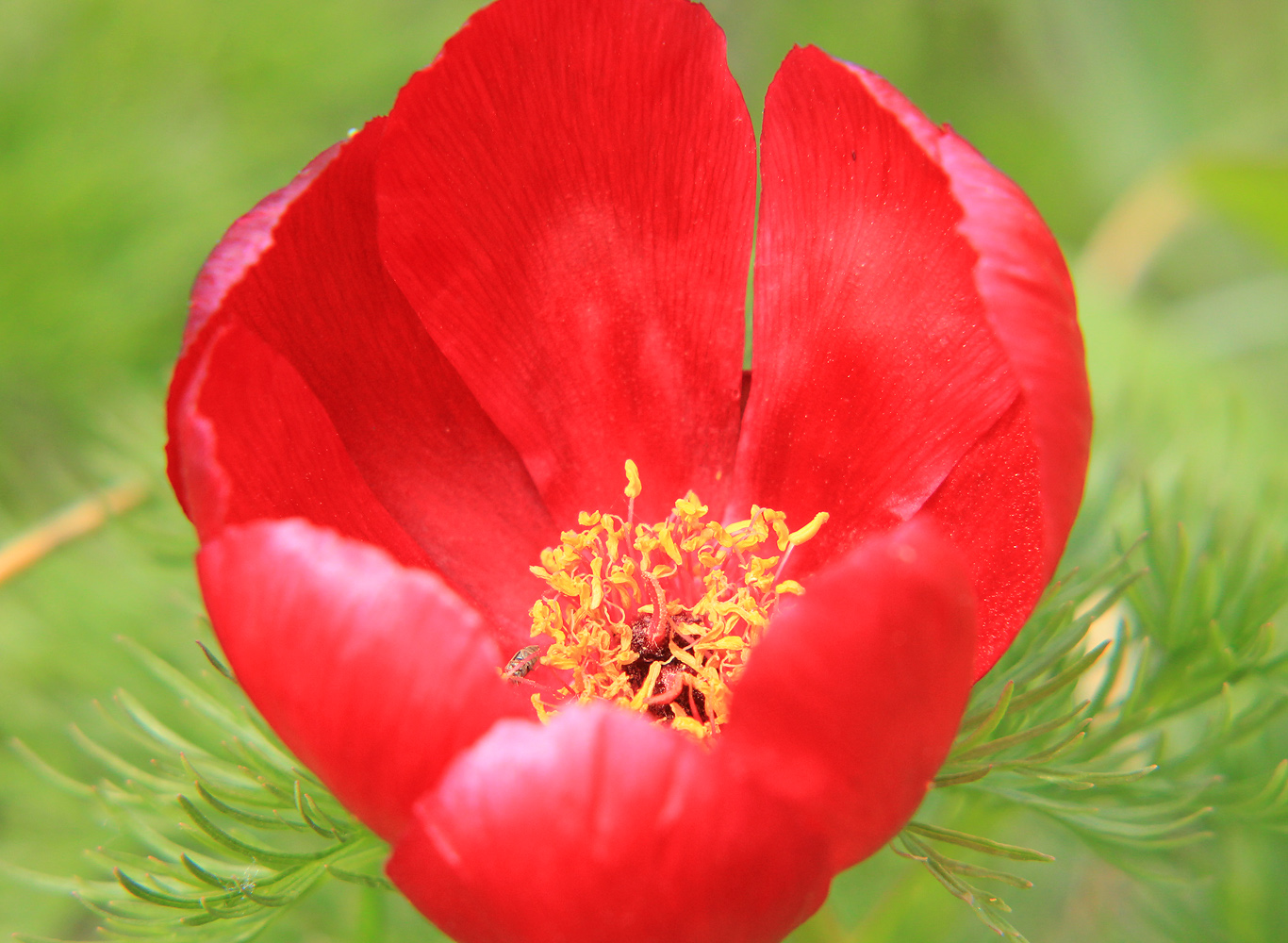 Изображение особи Paeonia tenuifolia.