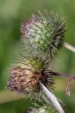 Arctium tomentosum. Соплодия. Ленинградская обл., Кингисеппский р-н, 3 км к вост. от дер. Домашово, сыролуговая обочина дороги в долине ручья близ залежи. 12.09.2015.