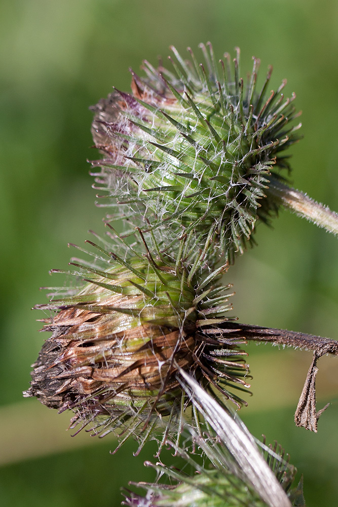 Image of Arctium tomentosum specimen.