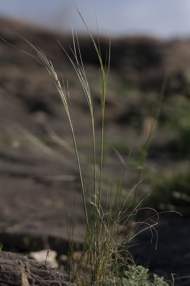 Изображение особи род Stipa.