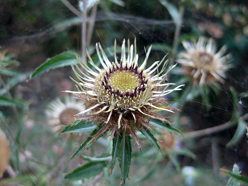 Изображение особи Carlina biebersteinii.