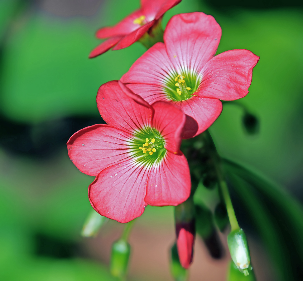 Image of Oxalis tetraphylla specimen.