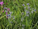 Eryngium planum