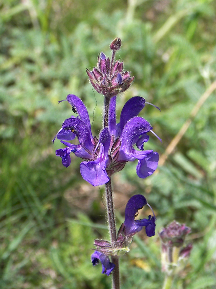 Изображение особи Salvia canescens.