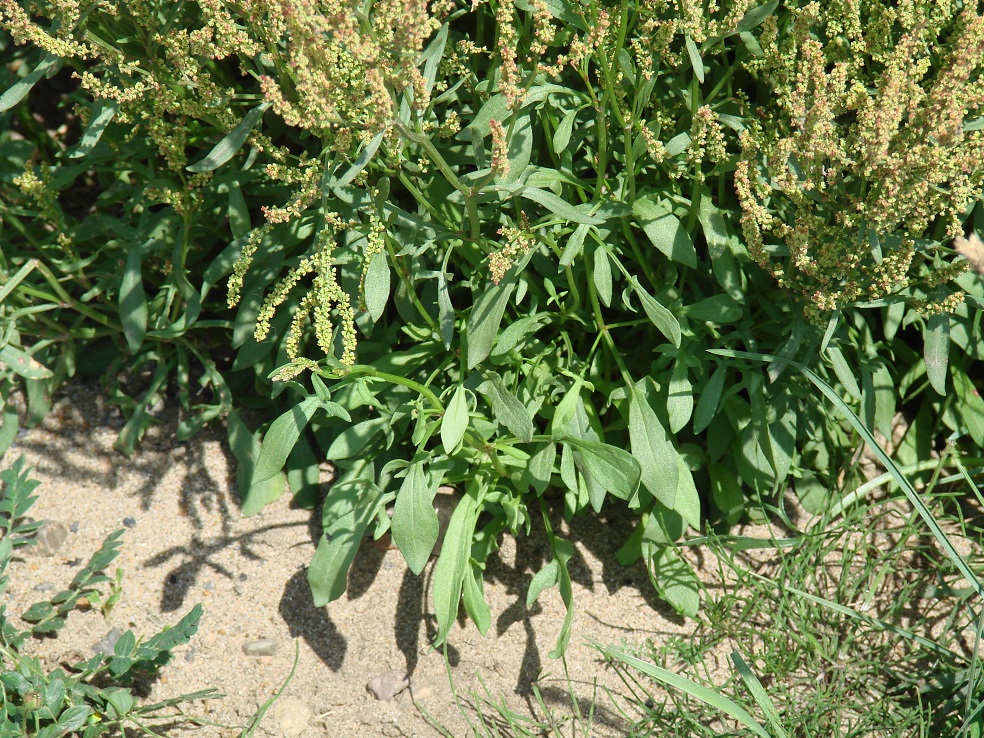 Изображение особи Rumex acetosella.