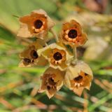 Primula veris