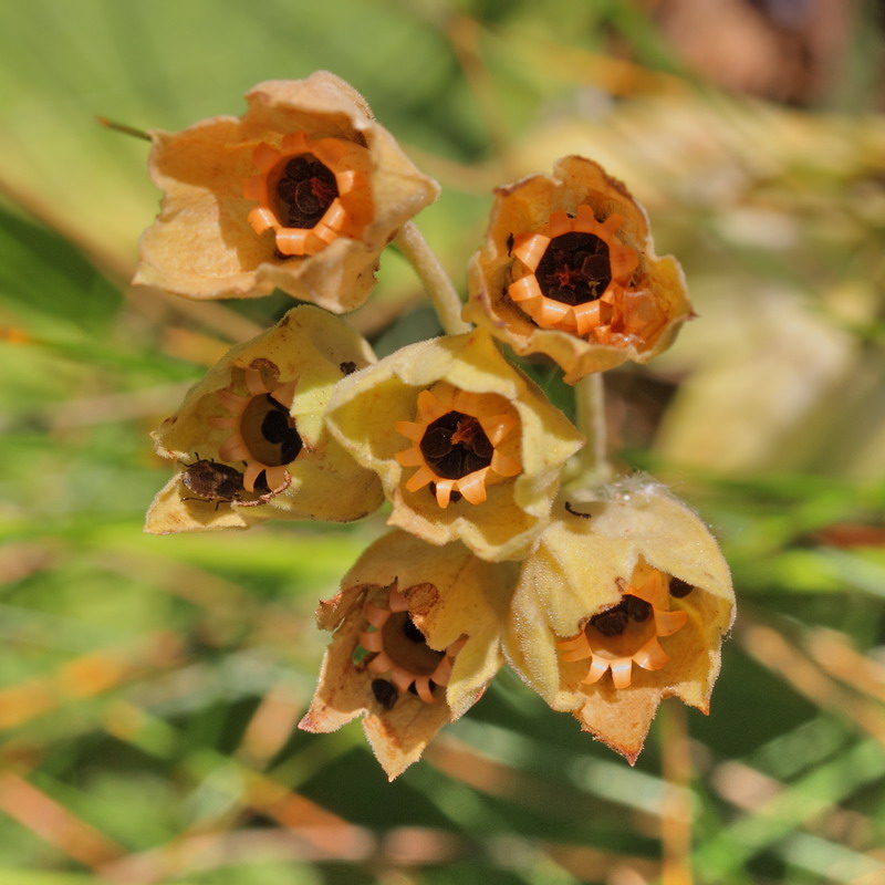 Image of Primula veris specimen.