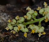 Rhus copallinum
