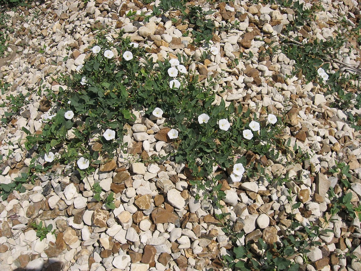 Image of Convolvulus arvensis specimen.