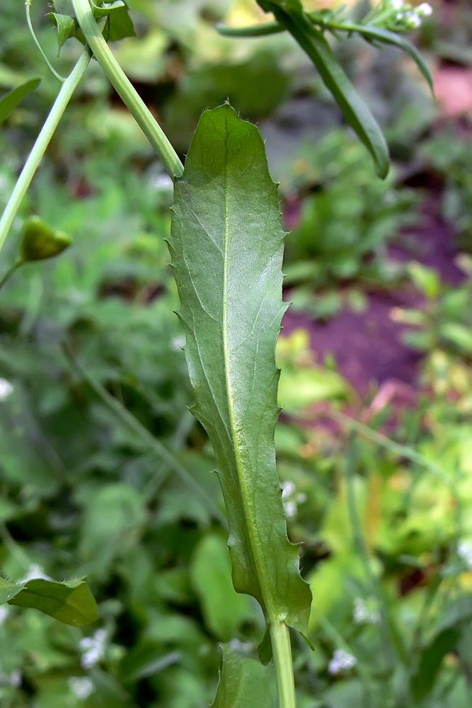 Изображение особи Capsella bursa-pastoris.