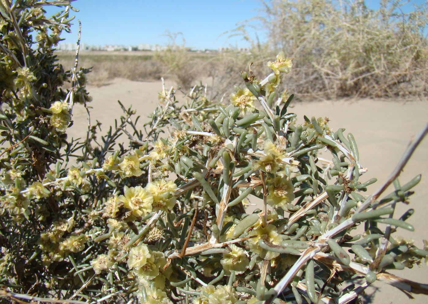 Изображение особи Salsola arbuscula.