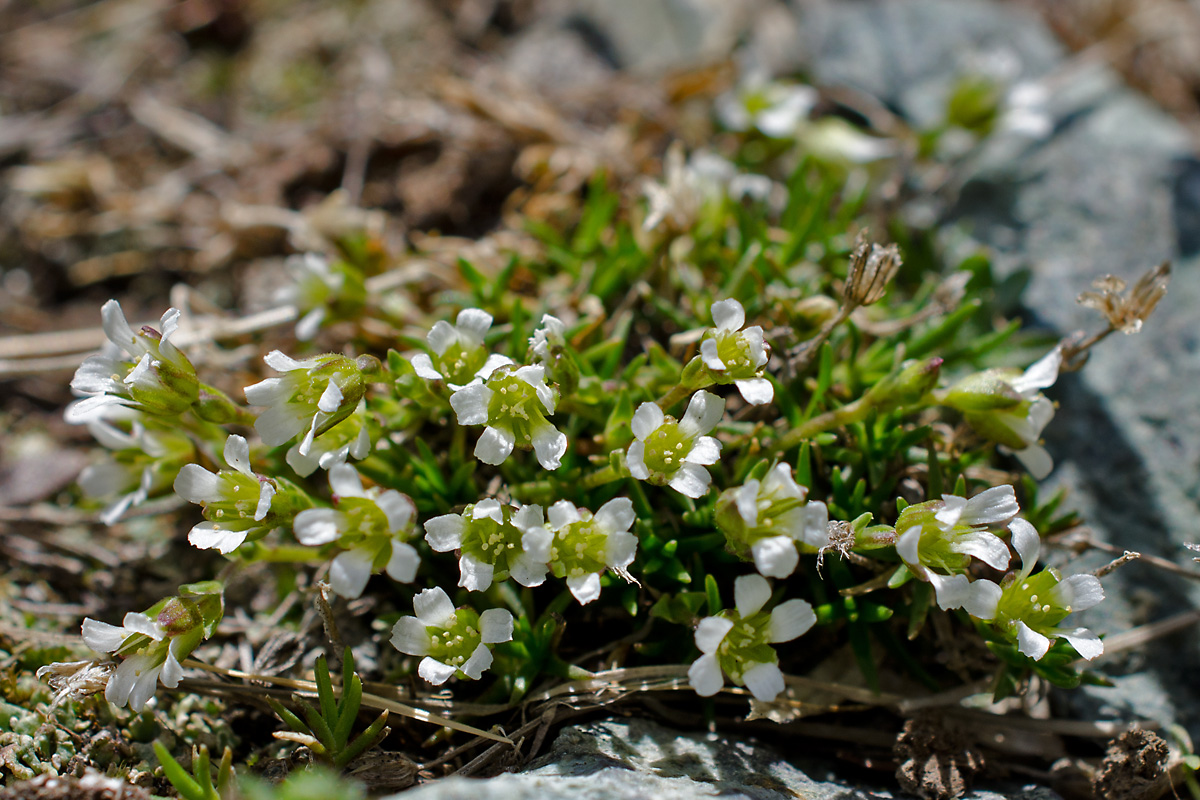 Image of Minuartia biflora specimen.