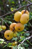 Chaenomeles japonica