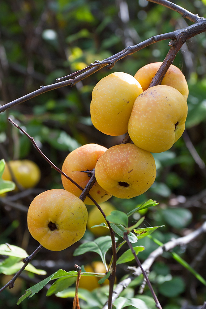 Image of Chaenomeles japonica specimen.