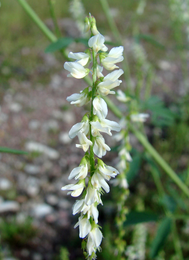 Image of Melilotus albus specimen.