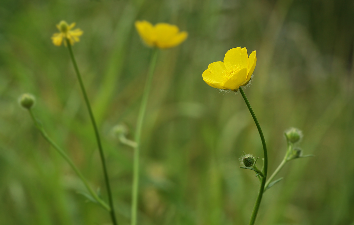 Изображение особи Ranunculus polyanthemos.