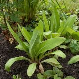 Primula denticulata