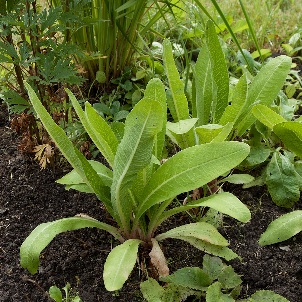 Image of Primula denticulata specimen.