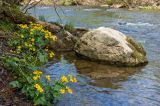 Caltha palustris