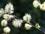 genus Salix