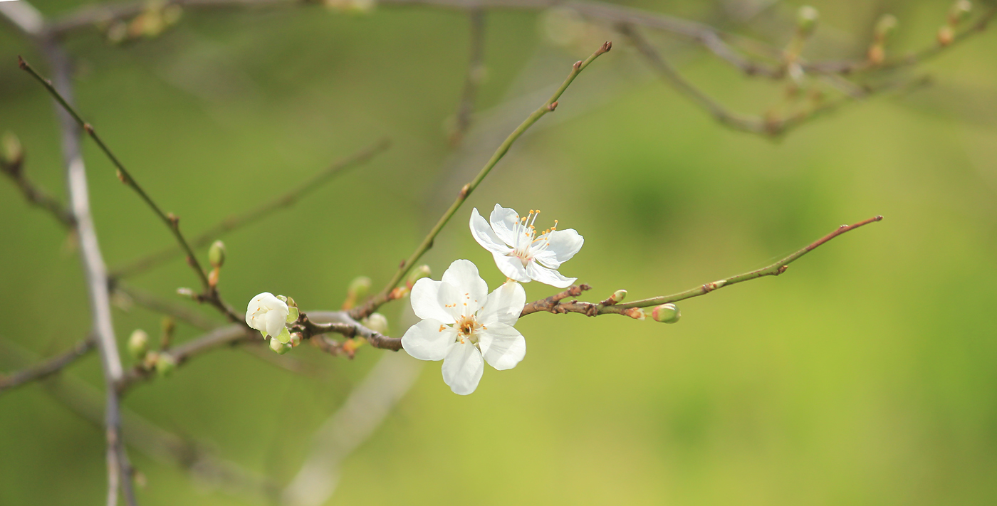 Изображение особи Prunus cerasifera.