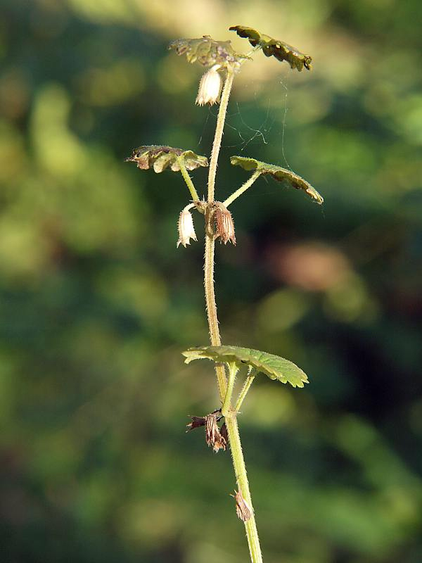 Image of Glechoma hederacea specimen.