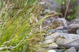 Carex elongata. Отцветшее растение среди прибрежных валунов, на переднем плане слева Carex flava. Карелия, Заонежье, каменистая коса. 14.06.2015.