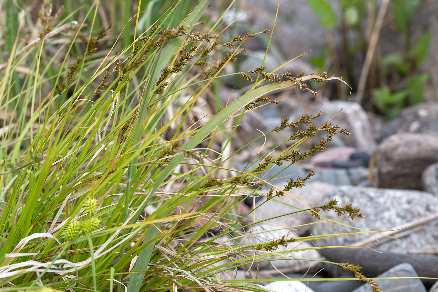 Image of Carex elongata specimen.